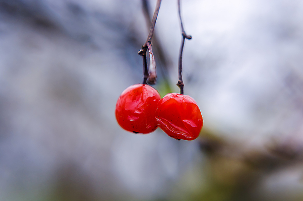 포토 JPG 해외이미지 식물 계절 열매 음식 컬러 백그라운드 크리스마스 2 겨울 과일 자연 날씨 매달리기 건강 사람없음 장식 빨간색 컬러풀 뷰티 약 정원 냉동 얼음 추위 수확 흰색 나뭇가지 신선 12월 다발 관목 서리 내추럴 숙성 비건 해외202309 해외포토 자연요소 나무 기념일 농업 의학 모션 날짜 생태계 채식주의자 파일형식