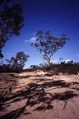 포토 JPG 해외이미지 나무 모래 하늘 건조 사람없음 빨간색 사암 멀리 흙길 해외202309 해외포토 식물 길 컬러 흙 돌_바위 파일형식