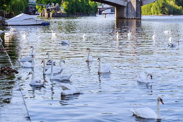 포토 JPG 해외이미지 유럽 문화 여행 자연 하늘 파노라마 사람없음 야외 물 빛 강 도시풍경 반사 여행객 탑 항구 바위 도시 중세 역사 백조 장면 프라하 타운 스카이라인 고딕 공화국 옛날 해외202309 해외포토 자연요소 건축물 나라 교통시설 조류 촬영기법 사람 풍경 돌_바위 생태계 체코 파일형식