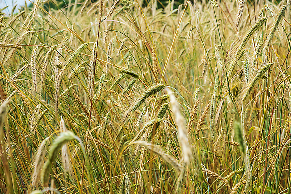 포토 JPG 해외이미지 식물 계절 음식 빵 줄기 백그라운드 꽃무늬 밭 농업 자연 씨앗 사람없음 경제 농작물 농장 농경지 노란색 환경 농사 수확 성장 농촌 시골 황금 닫기 보호 낟알 시리얼 밀 기아 귀 문제 밀짚 밭일 생태학 숙성 호밀 해외202309 해외포토 교육 꽃 산업 컬러 컨셉 무늬 모션 곡류 신체부위 짚 사회이슈 생태계 파일형식