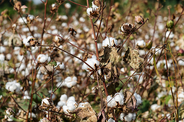 포토 JPG 해외이미지 식물 꽃 산업 백그라운드 잎 밭 농업 공 자연 하늘 사람없음 야외 파란색 농작물 컬러풀 농장 환경 수확 성장 흰색 나뭇가지 시골 직물 면 개화 유기농 날것 부드러움 섬유 솜털 칠면조 내추럴 밭일 숙성 해외202309 해외포토 나무 웰빙 컬러 조류 감각 생태계 파일형식
