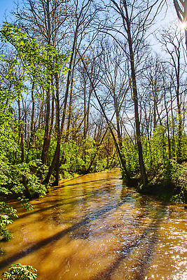 포토 JPG 해외이미지 나무 식물 계절 공원 호수 하늘 풍경 사람없음 야외 목재 물 여름 강 반사 환경 봄 가을 시골 연못 개울 습지 숲 땅 내추럴 해외202309 해외포토 자연요소 공공시설 재료 파일형식