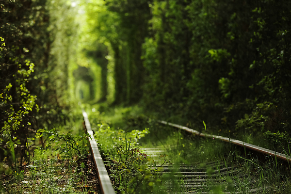 포토 JPG 해외이미지 나무 계절 도로 길 컬러 여행 백그라운드 잎 자연 발렌타인데이 사랑 사람없음 야외 초록색 뷰티 침묵 산책 기찻길 꿈 낭만 기차 터널 소프트포커스 숲 승합차 마법 내추럴 깊이 랜드마크 우크라이나 특별함 흥미 해외202309 해외포토 식물 감정 유럽 육상교통 컨셉 교통시설 데이이벤트 승용차 휴식 대중교통 촬영기법 소리 생태계 파일형식