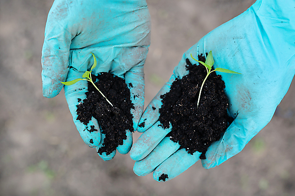 포토 JPG 해외이미지 식물 손 계절 지구 장갑 백그라운드 잎 농업 토마토 채소 자연 건강 사람없음 초록색 농작물 농장 새싹 환경 정원 흙 봄 성장 신선 냄비 작음 플라스틱 에코 유기농 생태계 원예 후추 유지 내추럴 땅바닥 라텍스 모종 묘목 밭일 온실 채식주의자 파종 해외202309 해외포토 나무 웰빙 잡화 산업 컬러 재질 바닥 취미 신체부위 농사 솥 크기 향신료 채식 파일형식