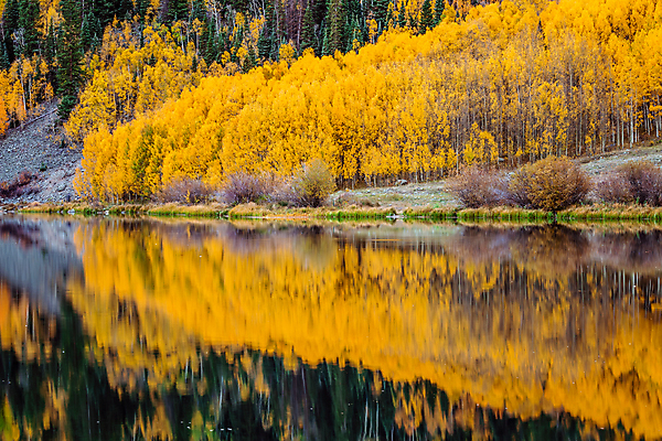 포토 JPG 해외이미지 나무 계절 도로 컬러 여행 백그라운드 잎 돈 자연 휴가 산 사람없음 야외 컬러풀 뷰티 반사 노란색 달러 미국 탐험 나뭇가지 고속도로 황무지 황금 고독 숲 멀리 탐사 콜로라도 해외202309 해외포토 식물 감정 길 북아메리카 교통시설 재산 생태계 파일형식