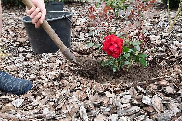 포토 JPG 해외이미지 식물 라이프스타일 계절 여자 꽃 백그라운드 농업 침구 자연 관리 사람 취미 사람없음 야외 장식 초록색 여름 장미 갈색 새싹 정원 농사 흙 봄 성장 가을 업무 구멍 보호 천 관목 준비 유기농 원예 서리 뿌리 화단 먼지 나무껍질 내추럴 뒤뜰 땅바닥 땅파기 모종 원예사 해외202309 해외포토 나무 직업 웰빙 산업 컬러 컨셉 바닥 생활 껍질 직물 작업 생태계 파일형식
