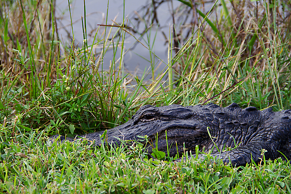 포토 JPG 해외이미지 동물 야생동물 여행 파충류 자연 양서류 성인 사람없음 야외 물 머리 미국 닫기 습지 위험 큼 피부 도마뱀 육식동물 악어 사냥꾼 선사시대 숨기 플로리다 해외202309 해외포토 자연요소 직업 컨셉 북아메리카 모션 사람 신체부위 역사 크기 생태계 파일형식