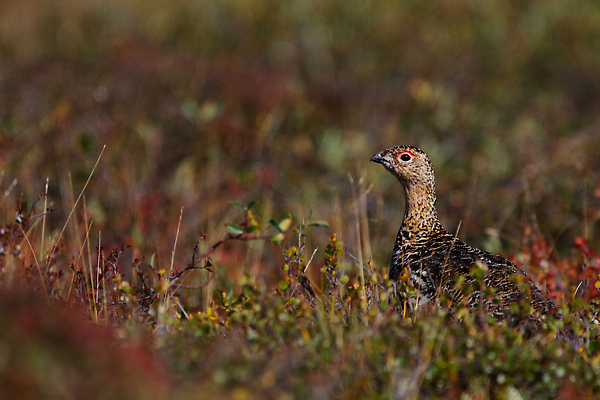 포토 JPG 해외이미지 동물 응시 야생동물 음식 컬러 캐나다 자연 조류 사람없음 야외 빨간색 갈색 걷기 치킨 게임 변화 닫기 먹이 북극 버드나무 깃털 변장 북쪽 꿩 동물상 해외202309 해외포토 나무 시선 컨셉 북아메리카 모션 놀이 조형물 극지방 방향 생태계 닭고기요리 파일형식
