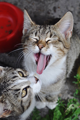 포토 JPG 해외이미지 동물 응시 음식 발 휴식 성인 사람없음 초록색 반려동물 뷰티 식사 고양이 외침 줄무늬 슬픔 입 사발 매끈함 먹기 배고픔 스마트 꼬리 얼룩무늬 수의사 조립 노숙자 기르기 동반자 인기 총구 헬프 해외202309 해외포토 시선 감정 컬러 컨셉 무늬 포유류 모션 사람 신체부위 소리 의사 도움 감각 사기그릇 돌봄 파일형식