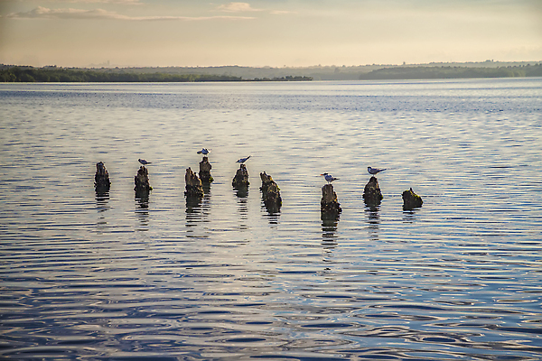 포토 JPG 해외이미지 동물 계절 호수 바다 여행 백그라운드 자연 갈매기 조류 하늘 아침 휴식 서기 사람없음 야외 목재 가로 물 빛 햇빛 뷰티 반사 환경 항구 침묵 일몰 흰색 신용카드 막대기 그룹 저녁 내추럴 옛날 수평선 해외202309 해외포토 주간 자연요소 나무 컬러 컨셉 재료 교통시설 모션 금융 태양 노을 소리 야간 생태계 파일형식