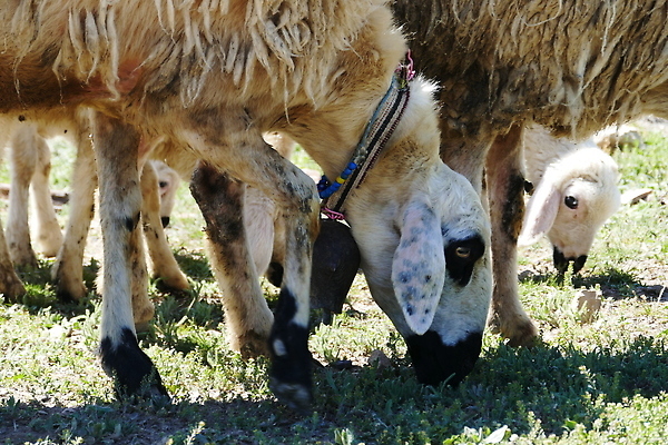 포토 JPG 해외이미지 동물 밭 포유류 하늘 함께함 사람없음 야외 초록색 농장 농경지 종 시골 양 군중 방목 양고기 양모 해외202309 해외포토 컬러 컨셉 농업 육류 사람 직물 축산업 파일형식