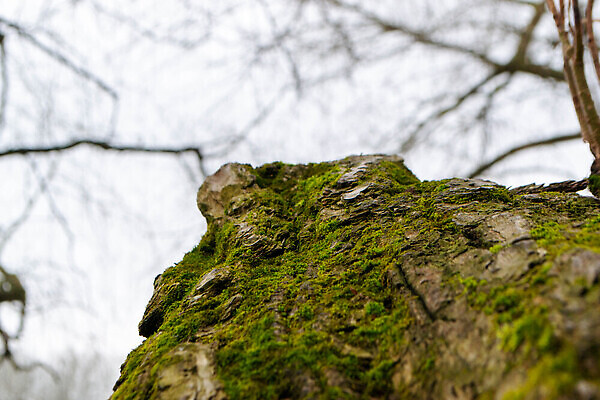 포토 JPG 해외이미지 나무 백그라운드 자연 이끼 사람없음 초록색 노란색 숟가락 회색 나뭇가지 점 떨어짐 숲 묘사 질감 나무껍질 암초 자작나무 거짓말 옛날 진짜 해외202309 해외포토 식물 컬러 컨셉 수저 껍질 생태계 파일형식