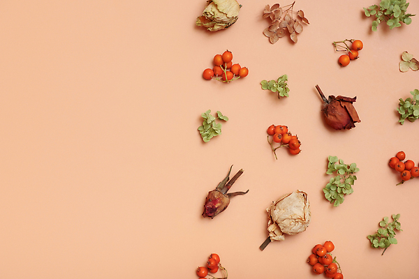 포토 JPG 해외이미지 식물 디자인 배너 계절 꽃 결혼 백그라운드 꽃무늬 패턴 오렌지 자연 프레임 건조 사람없음 장식 초록색 뷰티 갈색 정원 공백 수확 원형 오브젝트 질감 레이아웃 복고 수국 내추럴 구성 플랫레이 카피스페이스 비어있는 해외202309 해외포토 도형 컬러 무늬 농업 과일 이벤트 플랫 생태계 파일형식