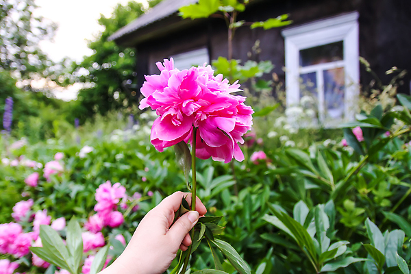 포토 JPG 해외이미지 식물 계절 공원 꽃잎 꽃 분홍색 컬러 여행 백그라운드 꽃무늬 자연 주택 사람없음 야외 장식 초록색 여름 뷰티 마을 정원 보라색 봄 낭만 수확 벚꽃 시골 신선 도시 개화 원예 타운 내추럴 작약 해외202309 해외포토 공공시설 컨셉 무늬 농업 취미 건물 생태계 파일형식