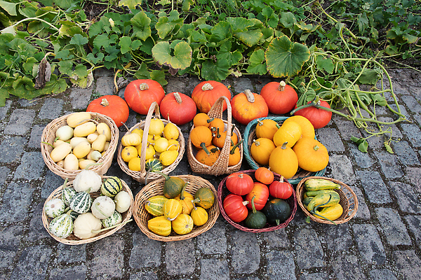포토 JPG 해외이미지 식물 계절 음식 백그라운드 농업 채소 오렌지 자연 호박 휴가 사람없음 빨간색 초록색 농작물 컬러풀 햇빛 농장 갈색 노란색 할로윈 회색 수확 시골 신선 큼 9월 11월 유기농 박 추수감사절 스쿼시 공평 내추럴 숙성 화창 많음 해외202309 해외포토 웰빙 산업 기독교 스포츠 컬러 컨셉 과일 날씨 태양 구기 날짜 크기 생태계 파일형식