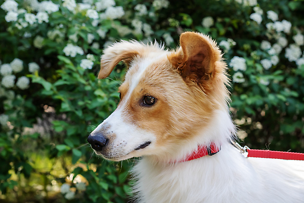 포토 JPG 해외이미지 꽃 행복 잎 놀이 사람없음 야외 산책 개 목줄 해외202309 해외포토 식물 감정 포유류 휴식 파일형식 반려용품