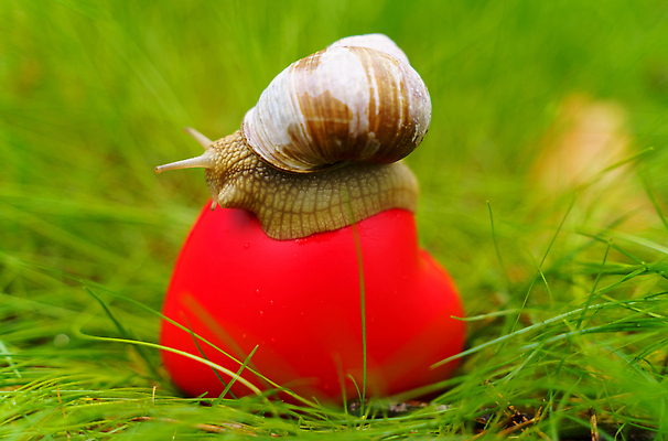 포토 JPG 해외이미지 모양 나무 식물 계절 행복 지구 여행 컨셉 관계 자연 발렌타인데이 건강 사랑 사람없음 야외 빨간색 초록색 세계 뷰티 지구본 평화 환경 정원 행성 에너지 보호 숲 심볼 에코 생태계 긍정 애니메이션 유지 내추럴 돌봄 생태학 해외202309 해외포토 교육 감정 컬러 모션 데이이벤트 우주 파일형식