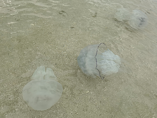 포토 JPG 해외이미지 물결 모래 파도 바다 여행 백그라운드 자연 표면 추상 바닥 사람없음 물 파란색 빛 모래사장 햇빛 태양 바닷속 수중 수영 광선 투명 액체 산호 지중해 아래 다이빙 질감 해파리 내추럴 깊이 터키석 해외202309 해외포토 자연요소 컬러 무늬 수상스포츠 자포동물 보석 방향 생태계 위치 수중스포츠 파일형식