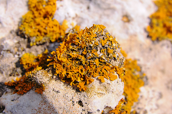 포토 JPG 해외이미지 식물 자연 표면 이끼 사람없음 야외 갈색 노란색 성장 해조류 질감 생태학 지질학 해외202309 해외포토 교육 컬러 해양식물 생태계 파일형식