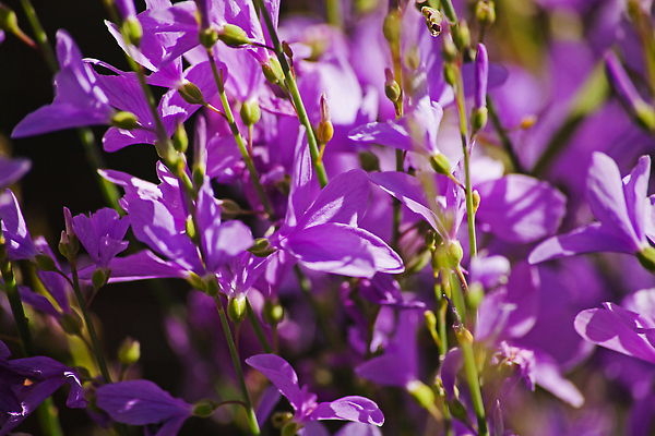 포토 JPG 해외이미지 식물 계절 꽃 화초 컬러 꽃무늬 밭 자연 사람없음 야외 장식 컬러풀 환경 정원 보라색 봄 들꽃 벚꽃 시골 개화 보호 원예 서식지 라일락 남아프리카 해외202309 해외포토 컨셉 무늬 농업 아프리카 취미 생태계 파일형식