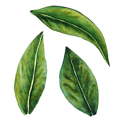 포토 JPG 해외이미지 식물 디자인 꽃잎 꽃 종이 백그라운드 잎 꽃무늬 패턴 일러스트 자연 벽지 추상 수채화 미술 풍경 사람없음 그래픽 장식 초록색 여름 세트 뷰티 정원 보라색 봄 성장 벚꽃 직물 인사 신용카드 인쇄 스케치 천 그림 질감 손그림 시트 내추럴 고립 엘리먼트 해외202309 해외일러스트 계절 컬러 무늬 문화예술 금융 예절 생태계 파일형식