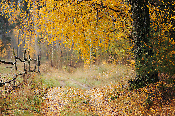 포토 JPG 해외이미지 나무 계절 공원 도로 길 컬러 잎 오렌지 자연 따뜻함 풍경 사람없음 야외 목재 초록색 빛 울타리 컬러풀 뷰티 노란색 활발 젖음 안개 가을 시골 황금 숲 폐허 먼지 자작나무 삼림지대 옛날 해외202309 해외포토 식물 공공시설 컨셉 과일 재료 교통시설 날씨 담장 생태계 파일형식