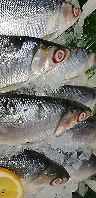 포토 JPG 해외이미지 아시아 문화 음식 바다 백그라운드 낚시 저울 어류 요리 동양인 사람없음 상점 우유 신선 잡기 시장 은색 해산물 준비 날것 낚시꾼 태평양 수경재배 해외202309 해외포토 나라 컬러 모션 레저 유제품 인종 수중동물 파일형식