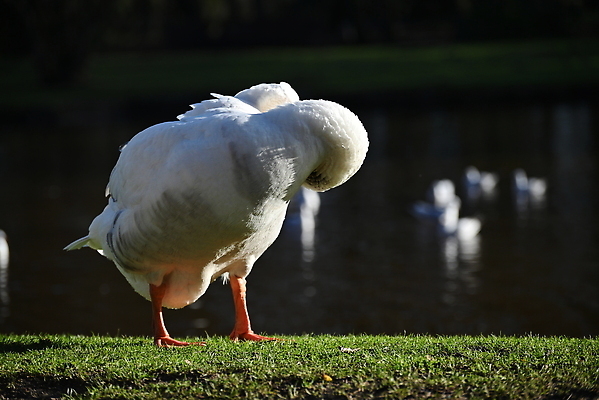포토 JPG 해외이미지 동물 공원 호수 야생동물 자연 조류 잔디 사람없음 야외 뒷모습 태양 흰색 연못 청소 깃털 거위 동영상 몸단장 해외202309 해외포토 자연요소 식물 공공시설 뷰포인트 컬러 생태계 파일형식