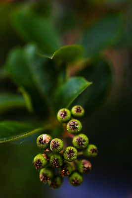 포토 JPG 해외이미지 식물 꽃 유럽 컬러 잎 자연 사람없음 야외 장식 초록색 여름 컬러풀 뷰티 정원 봄 활발 가을 묘사 원예 질감 조경 폴란드 내추럴 뒤뜰 그리너리 해외202309 해외포토 계절 나라 컨셉 취미 생태계 파일형식 트랜드컬러