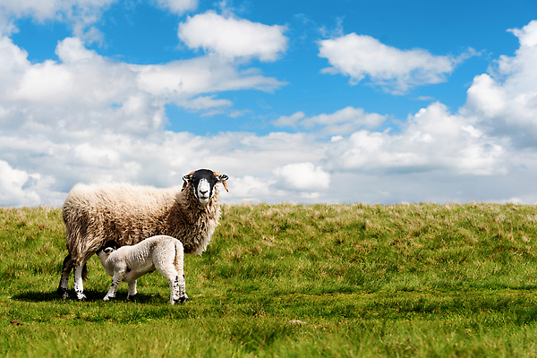포토 JPG 해외이미지 구름 영어 여행 밭 포유류 자연 하늘 영국 잉글랜드 산 풍경 사람없음 야외 초록색 여름 파란색 빛 햇빛 태양 뷰티 농장 계곡 일몰 시골 양 가장자리 언덕 지역 양고기 통과 밭일 전국 절정 수평선 해외202309 해외포토 자연요소 동물 문자 계절 유럽 컬러 농업 육류 노을 둘레 생태계 파일형식