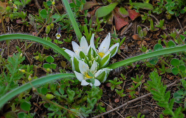 포토 JPG 해외이미지 식물 꽃잎 꽃 야생동물 잎 밭 자연 사람없음 들꽃 벚꽃 흰색 개화 약초 허브 꽃수술 해외202309 해외포토 동물 컬러 농업 풀_식물 생태계 파일형식
