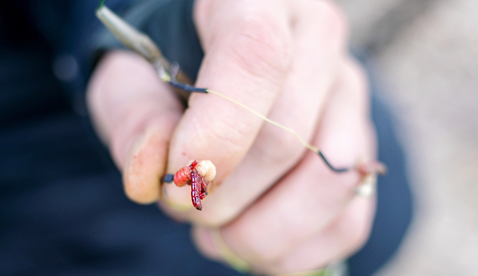 포토 JPG 해외이미지 동물 손 음식 스포츠 분홍색 곤충 자연 낚시 매달리기 어류 사람 취미 사람없음 빨간색 신선 잡기 고리 닫기 벌레 유혹 낚시꾼 애벌레 올가미 미끼 모기 생존 끈적임 해외202309 해외포토 컬러 컨셉 모션 레저 신체부위 수중동물 해충 생태계 파일형식