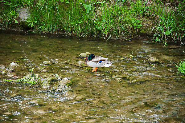 포토 JPG 해외이미지 동물 응시 야생동물 컬러 여행 백그라운드 캐나다 밭 자연 조류 서기 사람없음 야외 초록색 파란색 뷰티 환경 검은색 흰색 깃털 부리 거위 물새 내추럴 동물상 해외202309 해외포토 시선 북아메리카 농업 모션 조형물 생태계 파일형식