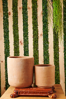 포토 JPG 해외이미지 화분 화초 사람없음 원예 해외202309 해외포토 식물 취미 파일형식