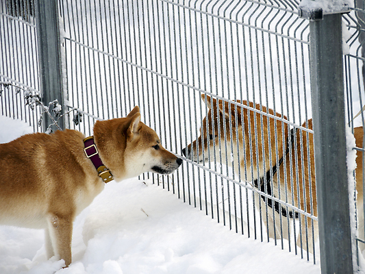 포토 JPG 해외이미지 동물 계절 공원 행복 백그라운드 겨울 포유류 가족 자연 날씨 털 사랑 사람없음 야외 빨간색 빛 반려동물 뷰티 갈색 걷기 일본 추위 흰색 개 숲 서리 송곳니 내추럴 기르기 유래 폭설 눈내림 순혈 해외202309 해외포토 공공시설 감정 아시아 컬러 관계 모션 눈_날씨 치아 자연재해 생태계 돌봄 파일형식