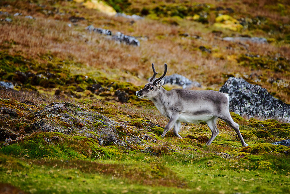 포토 JPG 해외이미지 동물 야생동물 여행 백그라운드 겨울 포유류 자연 사슴 뿔 노르웨이 핀란드 사람없음 야외 파란색 흰색 북극 북쪽 알래스카 내추럴 그린란드 순록 스칸디나비아 해외202309 해외포토 계절 유럽 컬러 섬 북유럽 덴마크 미국 극지방 방향 생태계 파일형식