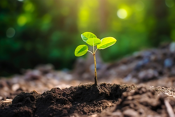 포토 JPG 해외이미지 나무 식물 배너 지구 컨셉 잎 농업 비즈니스 자연 날씨 새로움 씨앗 사람없음 초록색 세계 새싹 환경 정원 맑음 흙 봄 다양 에너지 성장 신선 보호 작음 에코 생태계 원예 생물학 내추럴 개발 돌봄 모종 묘목 바이오 생태학 처음 해외202309 해외포토 계절 교육 산업 컬러 다수 모션 취미 크기 파일형식