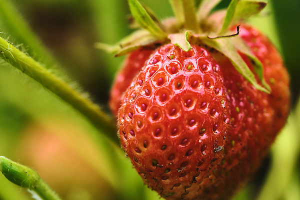 포토 JPG 해외이미지 식물 계절 열매 꽃 음식 줄기 백그라운드 잎 꽃무늬 밭 농업 다이어트 과일 자연 딸기 건강 사람없음 야외 빨간색 초록색 뷰티 농장 정원 봄 수확 성장 벚꽃 나뭇가지 신선 닫기 달콤 맛 유기농 원예 내추럴 숙성 채식주의자 맛있는 해외202309 해외포토 나무 웰빙 산업 컬러 컨셉 무늬 모션 취미 생태계 채식 파일형식