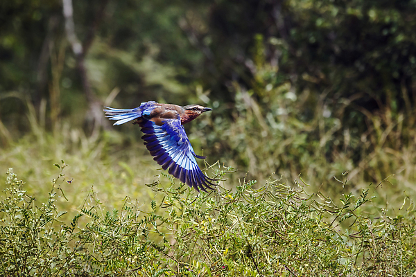 포토 JPG 해외이미지 동물 야생동물 아프리카 자연 조류 국립공원 사람없음 가로 관광지 보호 사파리 롤러 라일락 남아프리카 보츠와나 보호구역 크루거 해외202309 해외포토 공원 꽃 나라 여행 컨셉 생태계 남아프리카공화국 구역 파일형식