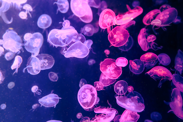 포토 JPG 해외이미지 모양 동물 야생동물 바다 여행 백그라운드 자연 벽지 추상 불가사리 생물 어류 사람없음 물 파란색 빛 컬러풀 뷰티 검은색 수중 수영 어둠 흰색 독약 투명 수족관 젤리 해파리 고립 광 깊이 이국적 해외202309 해외포토 자연요소 컬러 무늬 디저트 극피동물 수중동물 수상스포츠 자포동물 생태계 파일형식