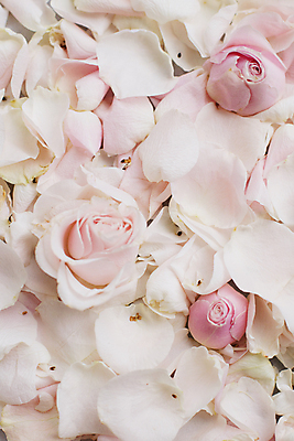 포토 JPG 해외이미지 꽃잎 백그라운드 자연 사람없음 장미 해외202309 해외포토 꽃 생태계 파일형식