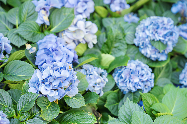 포토 JPG 해외이미지 식물 꽃 백그라운드 잎 자연 사람없음 야외 가로 여름 파란색 컬러풀 뷰티 환경 보라색 성장 벚꽃 수국 해외202309 해외포토 계절 컬러 생태계 파일형식