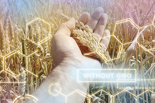 포토 JPG 해외이미지 식물 손 산업 음식 빵 백그라운드 밭 농업 자연 건강 씨앗 사람없음 초록색 농작물 농장 환경 수확 성장 시골 낟알 시리얼 밀 유기농 보리 내추럴 해외202309 해외포토 웰빙 컬러 곡류 신체부위 생태계 파일형식