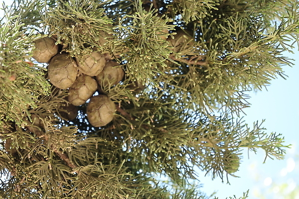 포토 JPG 해외이미지 나무 식물 계절 야생동물 백그라운드 잎 겨울 꽃무늬 과일 자연 실내 씨앗 사람없음 야외 장식 초록색 파란색 뷰티 갈색 정원 봄 이탈리아 흰색 나뭇가지 닫기 묘사 흰배경 향기 상록수 침엽수 메뚜기 원뿔 남쪽 내추럴 해외202309 해외포토 도형 동물 꽃 유럽 컬러 곤충 무늬 모션 내부 방향 생태계 냄새 파일형식