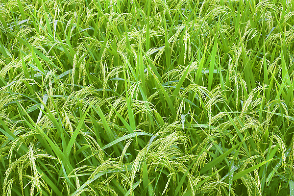 포토 JPG 해외이미지 식물 아시아 지구 음식 여행 잎 패턴 농업 곡선 태국 자연 밥 산 동양인 풍경 사람없음 야외 초록색 농장 환경 계곡 일본 중국 흙 거친 땅 언덕 베트남 발리 캄보디아 지역 시스템 말레이시아 경영 규정 논밭 미얀마 밭일 생태학 인도차이나반도 해외202309 해외포토 교육 나라 산업 선 컬러 섬 무늬 밭 비즈니스 논 인종 동남아시아 생태계 인도네시아 파일형식