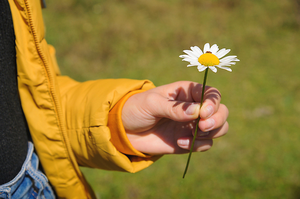 포토 JPG 해외이미지 식물 손 여자 꽃잎 꽃 컬러 백그라운드 꽃무늬 자연 사람없음 초록색 뷰티 벚꽃 흰색 신선 잡기 허브 유기농 데이지 내추럴 캐모마일 해외202309 해외포토 웰빙 무늬 모션 사람 신체부위 생태계 파일형식