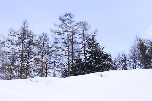 포토 JPG 해외이미지 나무 겨울 포장 자연 하늘 산 파노라마 풍경 사람없음 가로 파란색 컬러풀 일본 냉동 얼음 추위 흰색 시골 신선 소나무 숲 언덕 조경 흐림 1월 2월 카피스페이스 해외202309 해외포토 자연요소 식물 계절 아시아 컬러 날씨 촬영기법 공백 날짜 생태계 파일형식