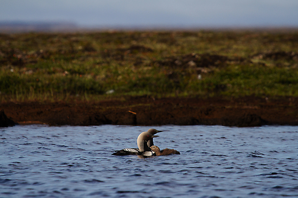 포토 JPG 해외이미지 동물 1 호수 야생동물 여행 캐나다 북아메리카 신체 청소년 자연 조류 낚시 흑백 사람없음 야외 초록색 물 갈색 검은색 수영 미국 줄무늬 회색 흰색 물방울 고독 잠수부 북극 부리 태평양 북쪽 물새 창백 동물상 해외202309 해외포토 자연요소 감정 바다 컬러 무늬 레저 촬영기법 아메리카 사람 조형물 수상스포츠 전문직 극지방 방향 생태계 파일형식