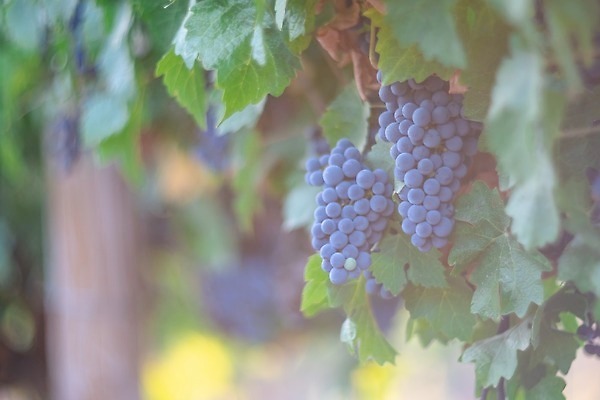 포토 JPG 해외이미지 나무 식물 계절 산업 음식 백그라운드 잎 꽃무늬 밭 농업 오렌지 과일 자연 포도 주택 풍경 사람없음 빨간색 초록색 여름 빛 농작물 햇빛 태양 농장 노란색 일출 와인 계곡 일몰 이탈리아 수확 성장 가을 시골 포도밭 포도나무 내추럴 밭일 숙성 양조 양조장 토스카나 해외202309 해외포토 자연요소 꽃 유럽 컬러 무늬 주류 건물 노을 과일나무 생태계 파일형식