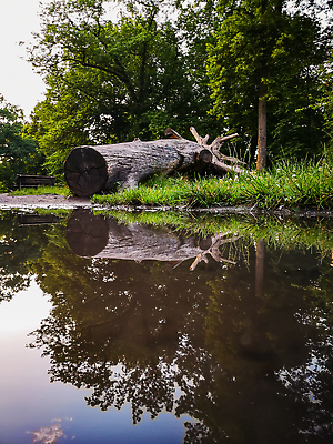 포토 JPG 해외이미지 나무 식물 공원 유럽 여행 자연 하늘 풍경 사람없음 야외 목재 초록색 물 여름 뷰티 반사 환경 봄 떨어짐 숲 웅덩이 폴란드 내추럴 브로츠와프 옛날 해외202309 해외포토 자연요소 계절 공공시설 나라 컬러 컨셉 재료 생태계 파일형식